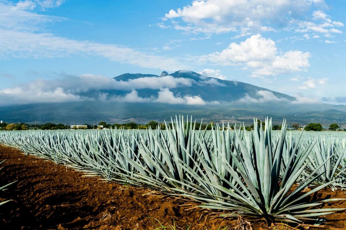 Текила agave. Мексика Кактус Агава. Голубая Агава для текилы. Кактус голубая Агава. Кактус Агава алоэ.