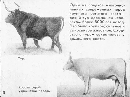 В популяции крупного рогатого скота 248 особей