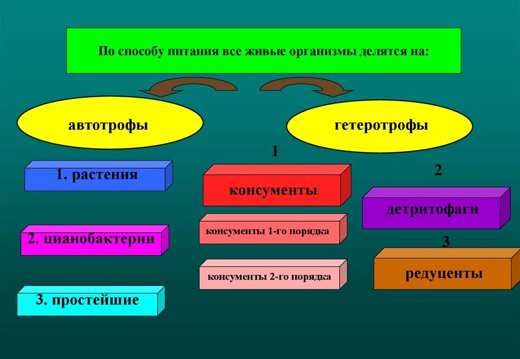 Живые организмы делятся на. Способы питания живых организмов. По питанию живые организмы делятся. Все живые организмы по способу питания разделяются на.