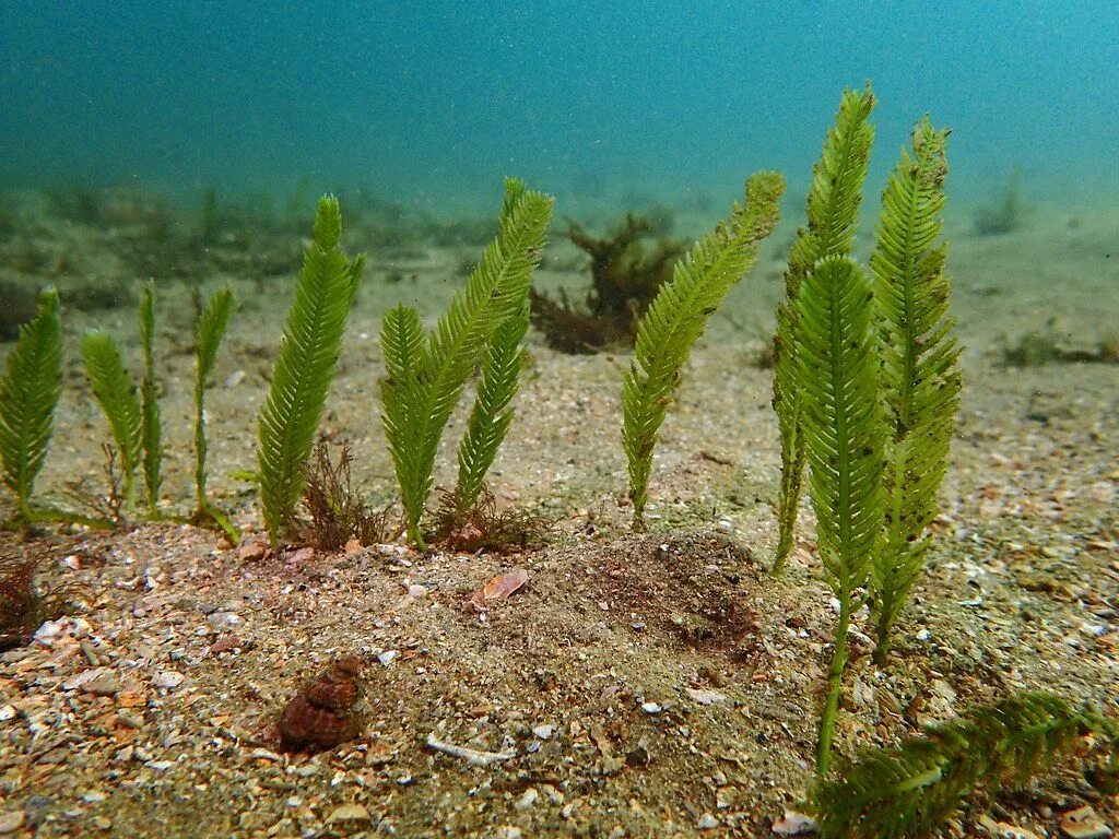 Низшие зеленые водоросли. Caulerpa taxifolia. Зеленая водоросль каулерпа. Бурые водоросли каулерпа. Каулерпа Виноградная.