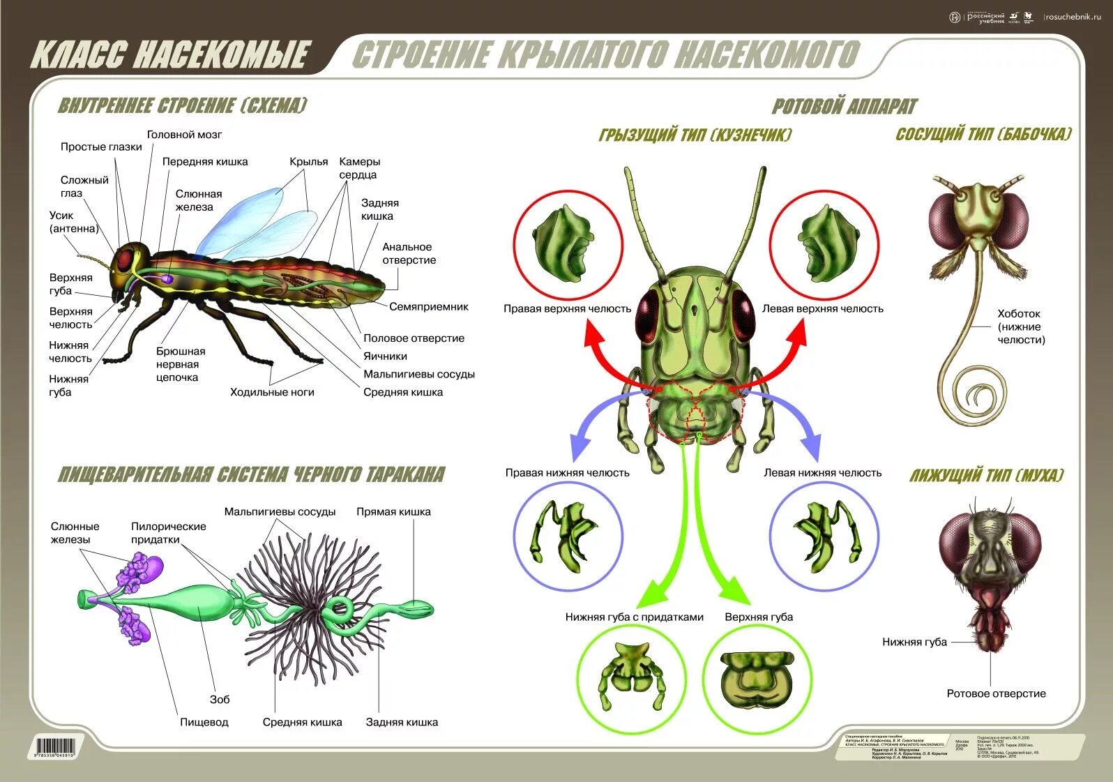 Беспозвоночные егэ. Строение членистоногих насекомых. Насекомые ЕГЭ биология таблица. Внутреннее строение насекомых ЕГЭ. Насекомые биология строение.