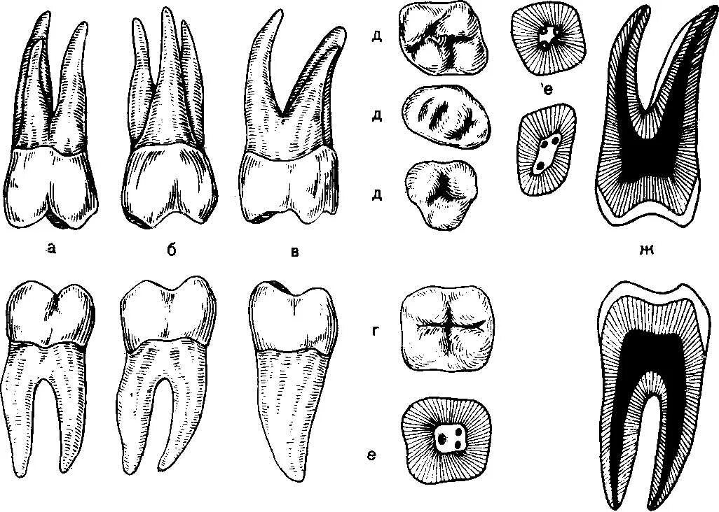 Коренной зуб в челюсти. Строение зуба. Анатомия зубов. Второй верхний коренной зуб.