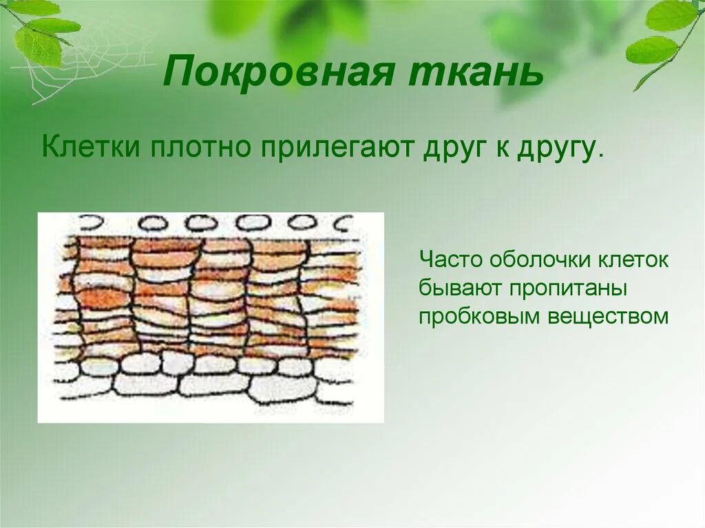 Покровная ткань биология 6 класс впр. Покровная ткань растений рисунок. Клетки покровной ткани растений. Ткани растений покровная ткань рисунок. Клетки покровной ткани листа.