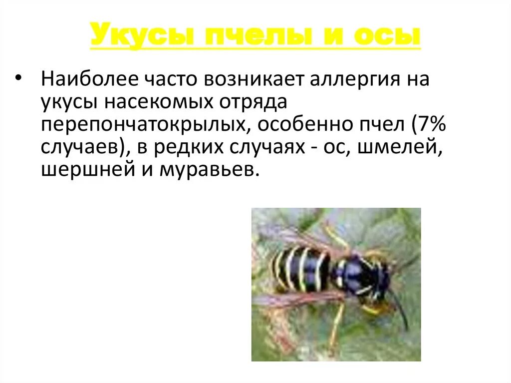 Помощь при укусе осы. Укусы перепончатокрылых насекомых. Укус осы и пчел пчелы. Первая помощь при укусах пчел и ОС. Укусы насекомых пчел ОС шмелей.