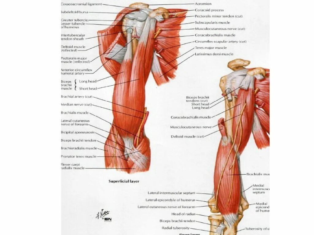 Анатомия верхней конечности. Большаков топографическая анатомия верхней конечности. Топография передней области плеча. Топографическая анатомия верхней конечности. Мышцы верхней конечности топографическая анатомия.
