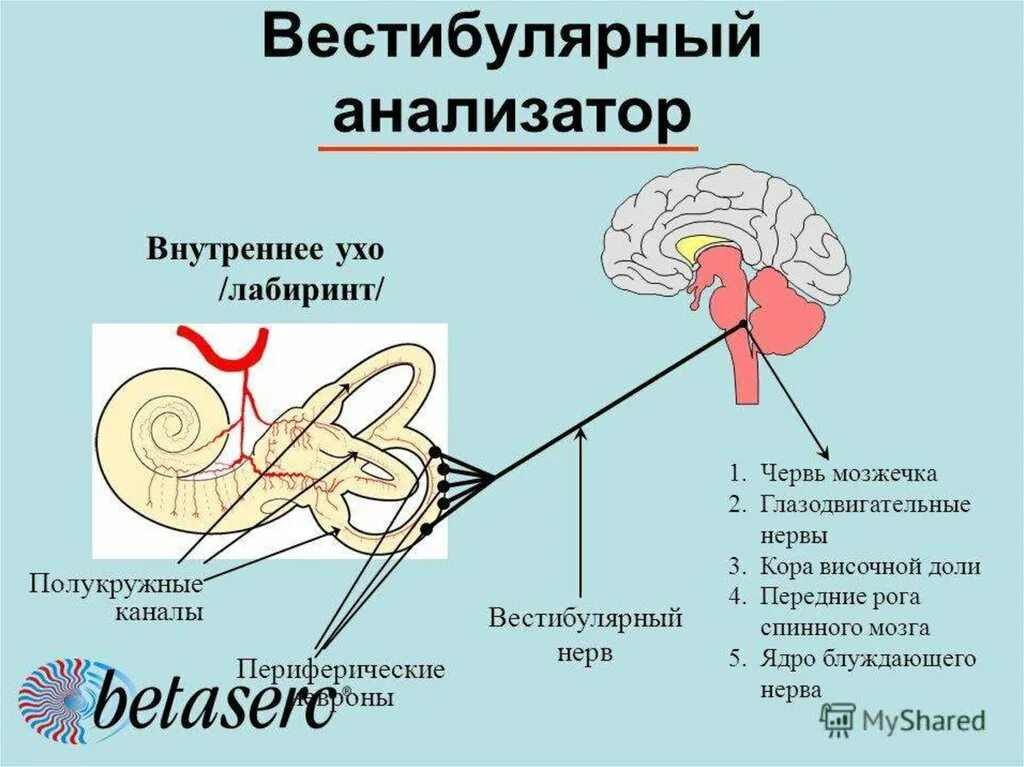 Рецепторы уха расположены