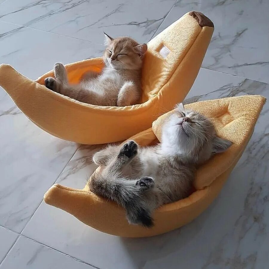 Котик доброе утро видео. Утренний позитивчик. котенок отдыхает. утренний котик. позитивного утра.