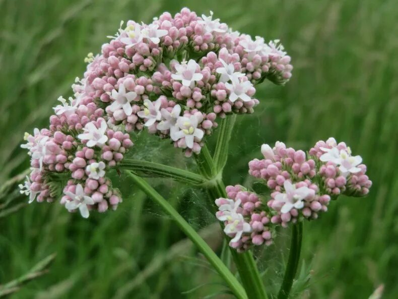 Валерьянка трава. Валериана лекарственная / Valeriána officinális. Valeriana officinalis семейство. Valeriana officinalis растение. Валериана лекарственная – Valeriana officinalis l..