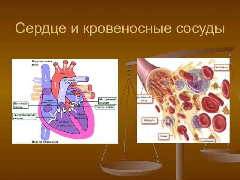 Как называется сердце и кровеносные сосуды. Сердце икровиносные сосуду. сердце и кровености сосуд. сердце и кровеносные сосуды это огранв. сердце икровеноснве сосуды это органы.