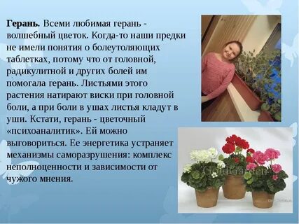 Герань при отите