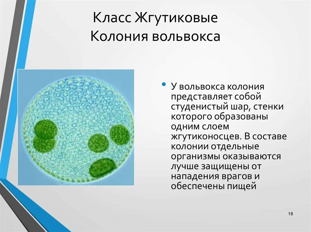 Вольвокс относится к. Колониальные жгутиконосцы вольвокс. Одноклеточные водоросли вольвокс. Вольвокс царство. Хлоропласты у вольвокса.