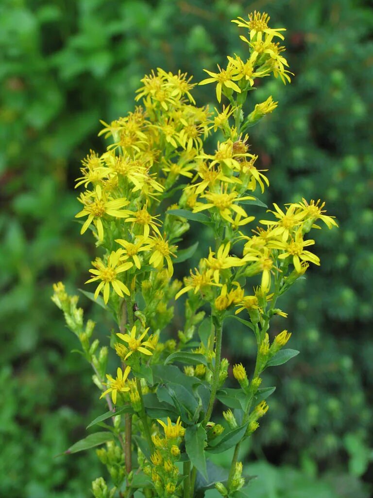 Лекарственное растение желтые. Витекс желтый цветок. Репешок цветёт жёлтым. Пижма обыкновенная (tanacetum vulgare). Девясил inula helenium.