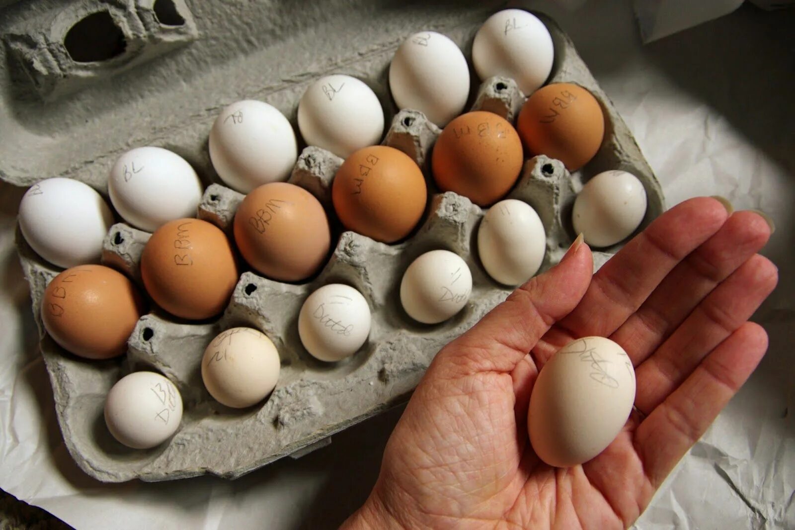 Яйца лучше купить. Необычные куриные яйца. Декоративные яйца куриные. Бизнес на куриных яйцах. Вареные яйца.
