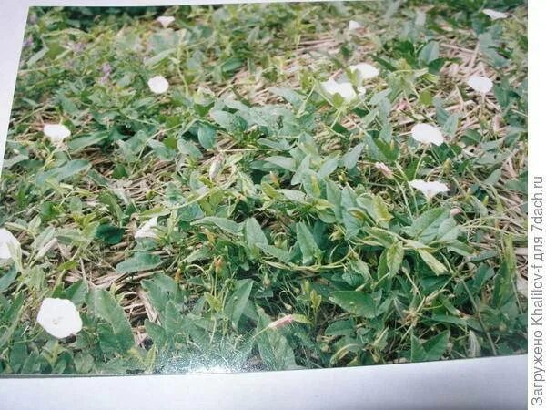 Вьющийся сорняк березка. Вьюнок полевой всходы. Вьюнок на картофельном поле как избавиться. Сорняк вьюнок полевой березка. Вьюнок на картофельном поле как избавиться.