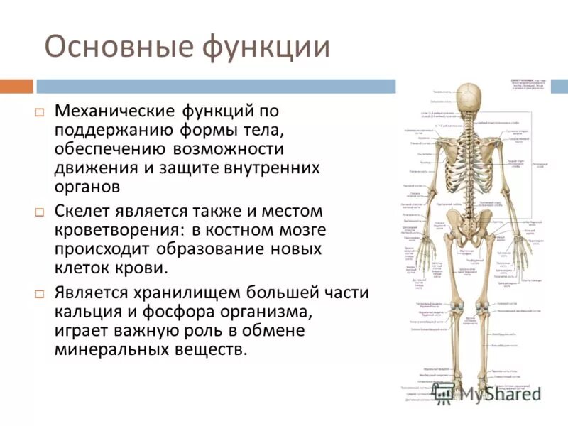 Функции костей скелета туловища. Скелет туловища человека строение и функции. Костная система скелет туловища. Основные части скелета человека 8 класс.