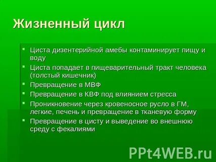 Жизненный цикл дизентерийной амебы