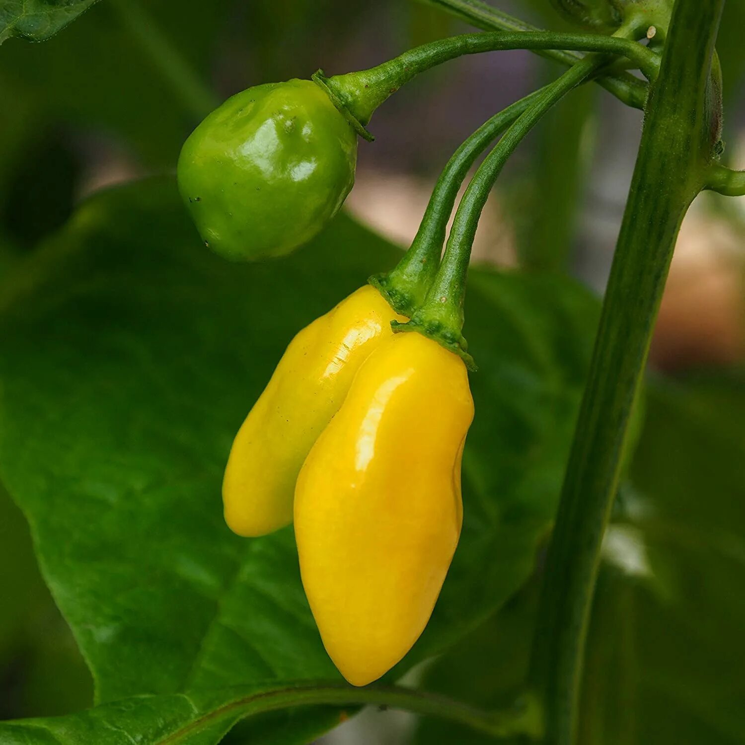 Перец хабанеро желтый. Habanero lime. Как выглядят семена перца хабанеро. Хабанеро куст. Перец хабанеро куст.