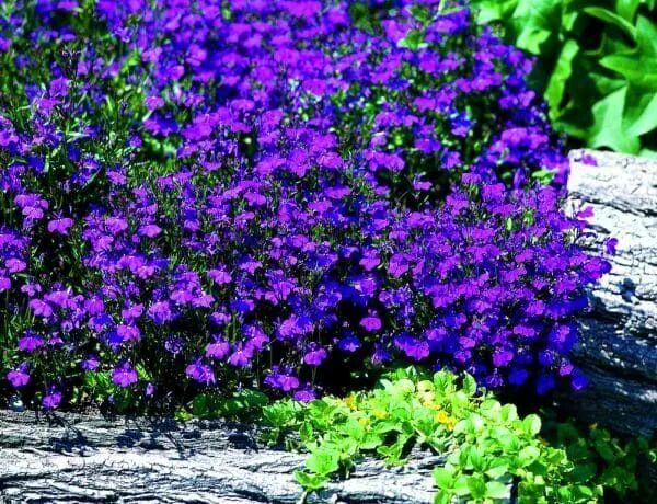 Обриета гибридная пурпурный каскад. Обриета royal violet. Орбита цветы. Обриета пурпурный каскад. Обриета (аубреция).