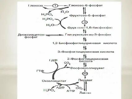 Метаболит глюкозы