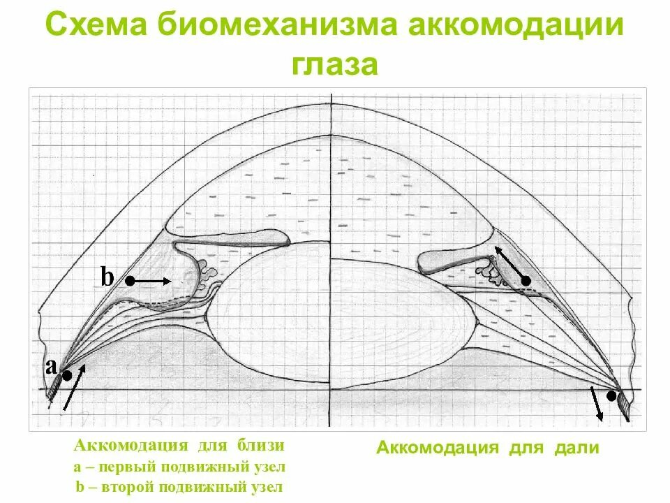 Аккомодация для дали. Механизм аккомодации глаза схема. Схема биомеханизма аккомодации глаза. Схема аккомодации хрусталика. Схематическое представление механизма аккомодации.