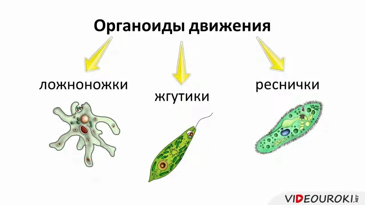 Органеллы передвижения. Органоиды движения одноклеточных животных. Органы движения простейших одноклеточных животных. Органоиды движения псевдоподии. Одноклеточные животные с жгутиками.