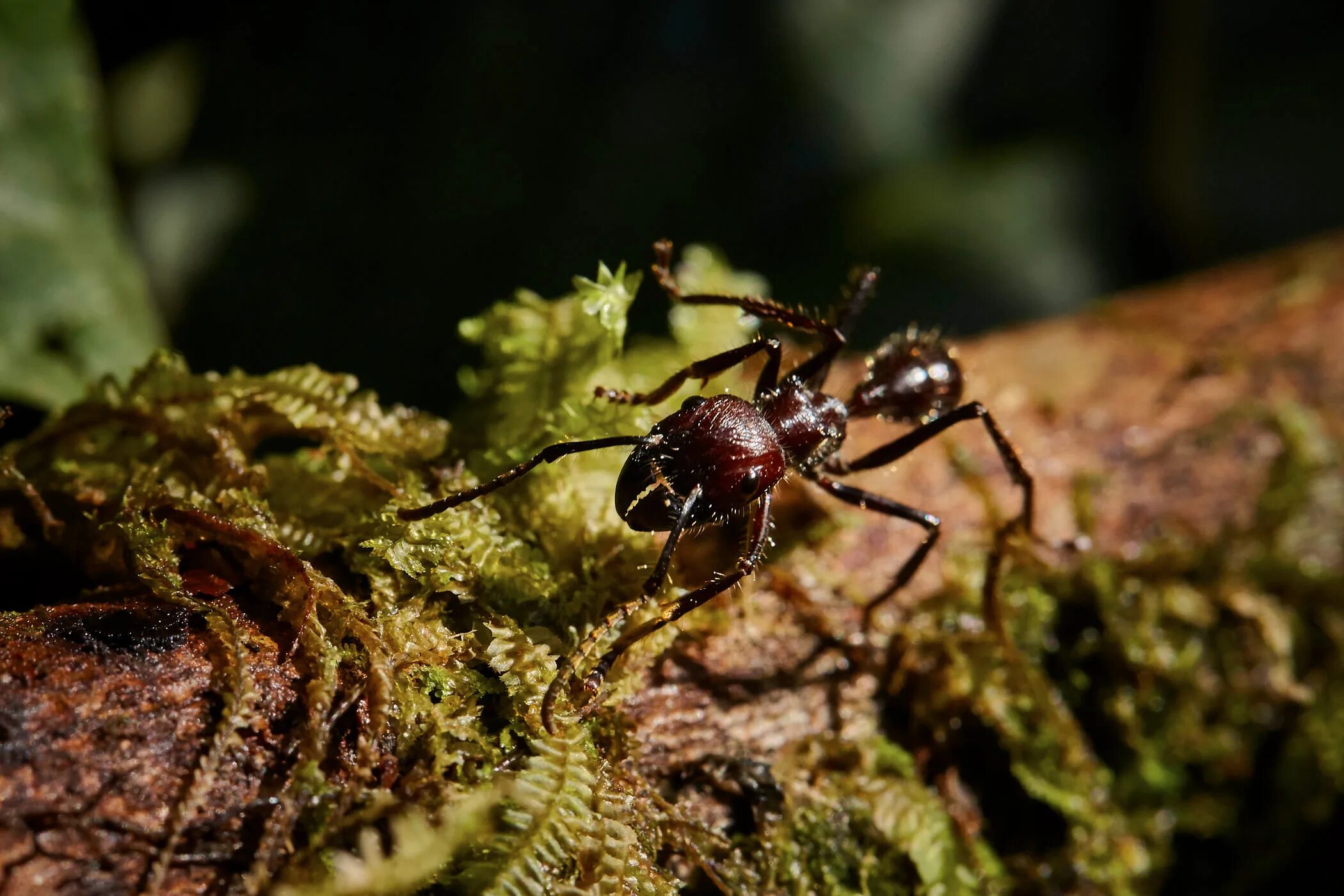 Canon 100 macro. Canon 100 mm f2.8 macro. Canon 100 2.8 macro. Canon EF 100mm macro комплектация.