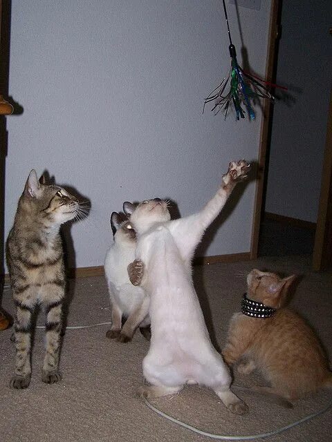 Кошки коты фото смешные до слез Pin by Lora Lanning on Cats Cats, Funny animals, Funny cats