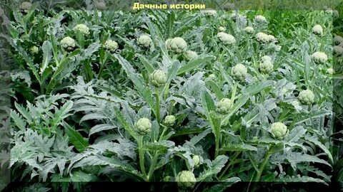Артишок выращивание и уход