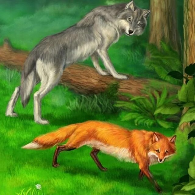 Волк («лиса и волк»). Братья Гримм волк и лиса. Лисы и волки. Лиса и волк рисунок.