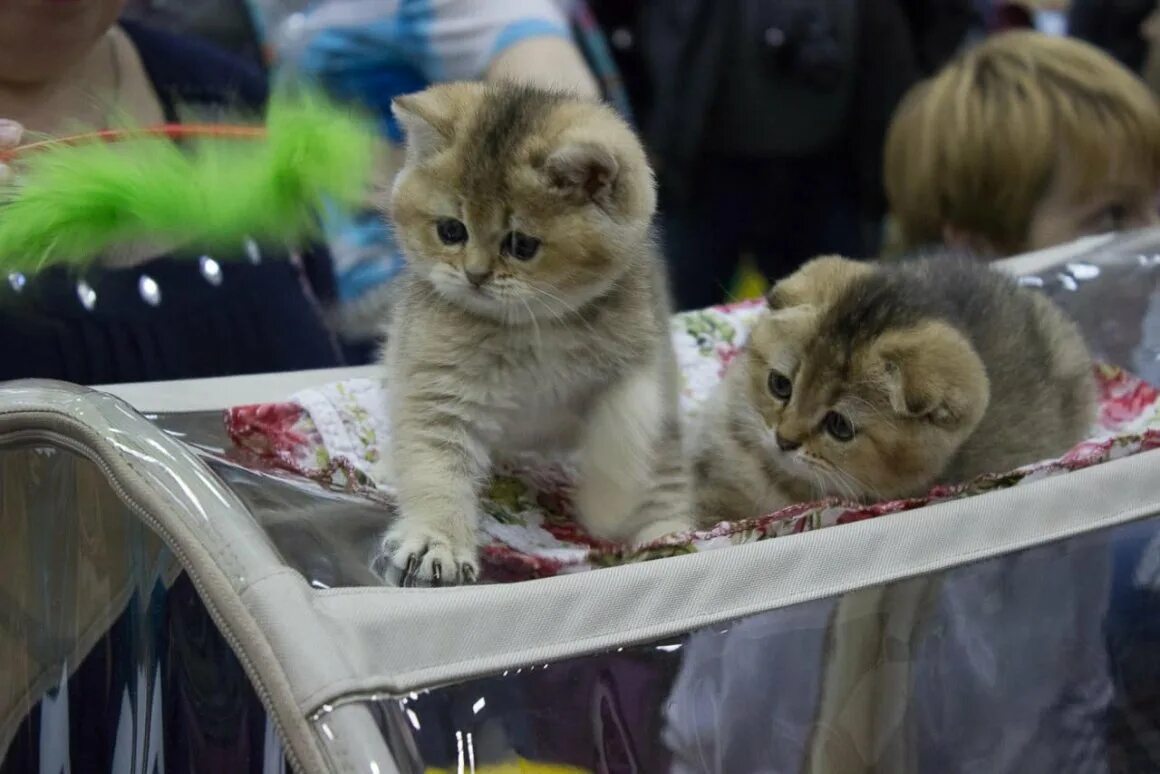 Купить кошку в москве. Выставочные котята. Выставка котят. Птичий рынок котята. Выставка породистых котят.