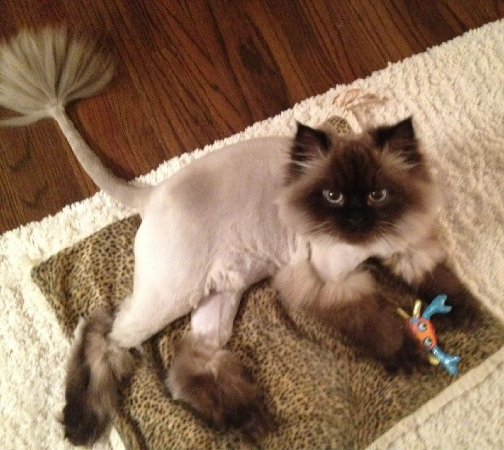Где можно подстричь кота. Сиамская длинношерстная кошка. Невская маскарадная подстриженная. Рэгдолл Сиам стриженный. Стрижка котов.