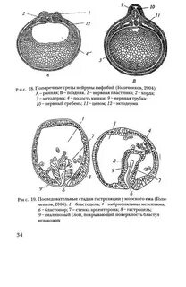 Нейрула однослойный зародыш