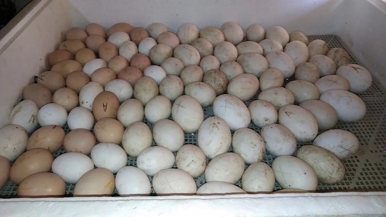 Сколько стоит десяток гусиных яиц. Оплодотворенные яйца волнистых попугаев. Яйца инкубационные с неоплодом. Инкубатор для яиц волнистого попугая. Гусиные яйца оплодотворенные.