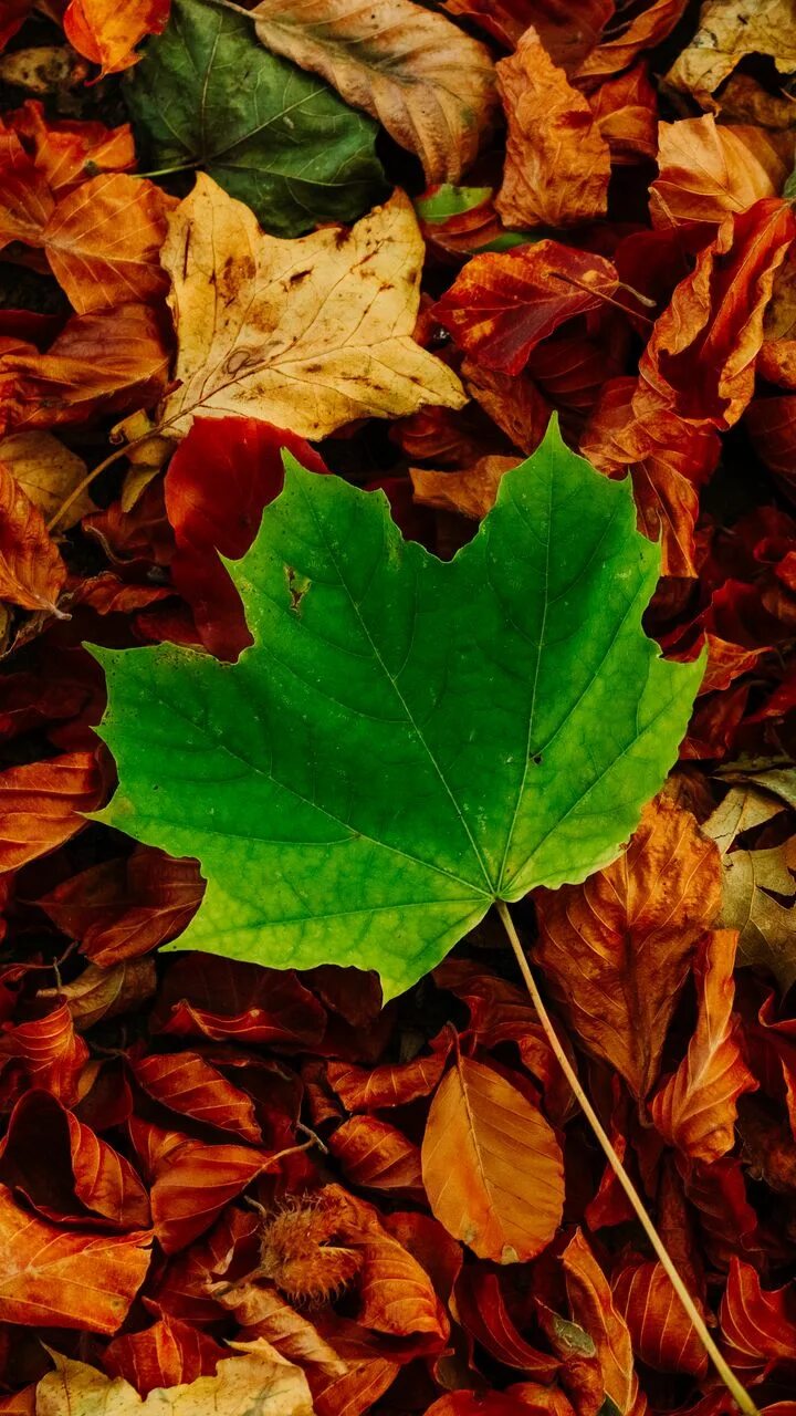 Осенью каждый лист цветок. Осень листья. Осенняя листва. Красивые осенние листья. Опавшая листва.