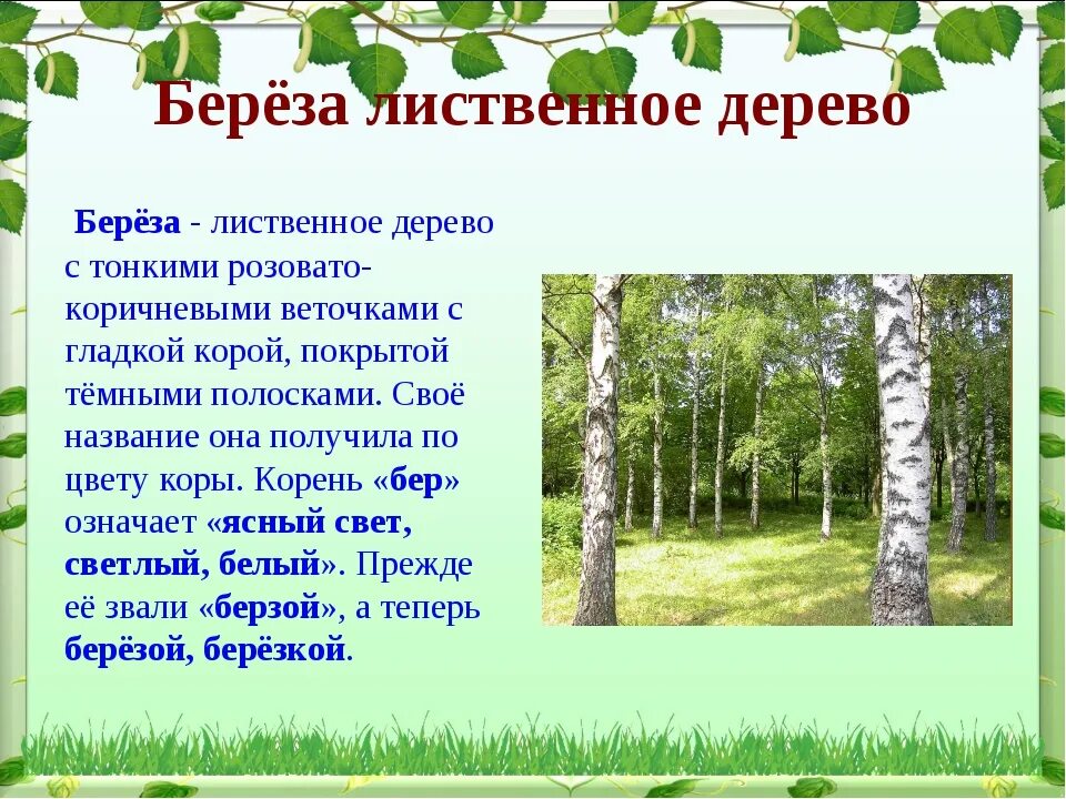 Прогноз березка. Описание березы. Рассказ о Березе. Проект про березу. Береза для детей.