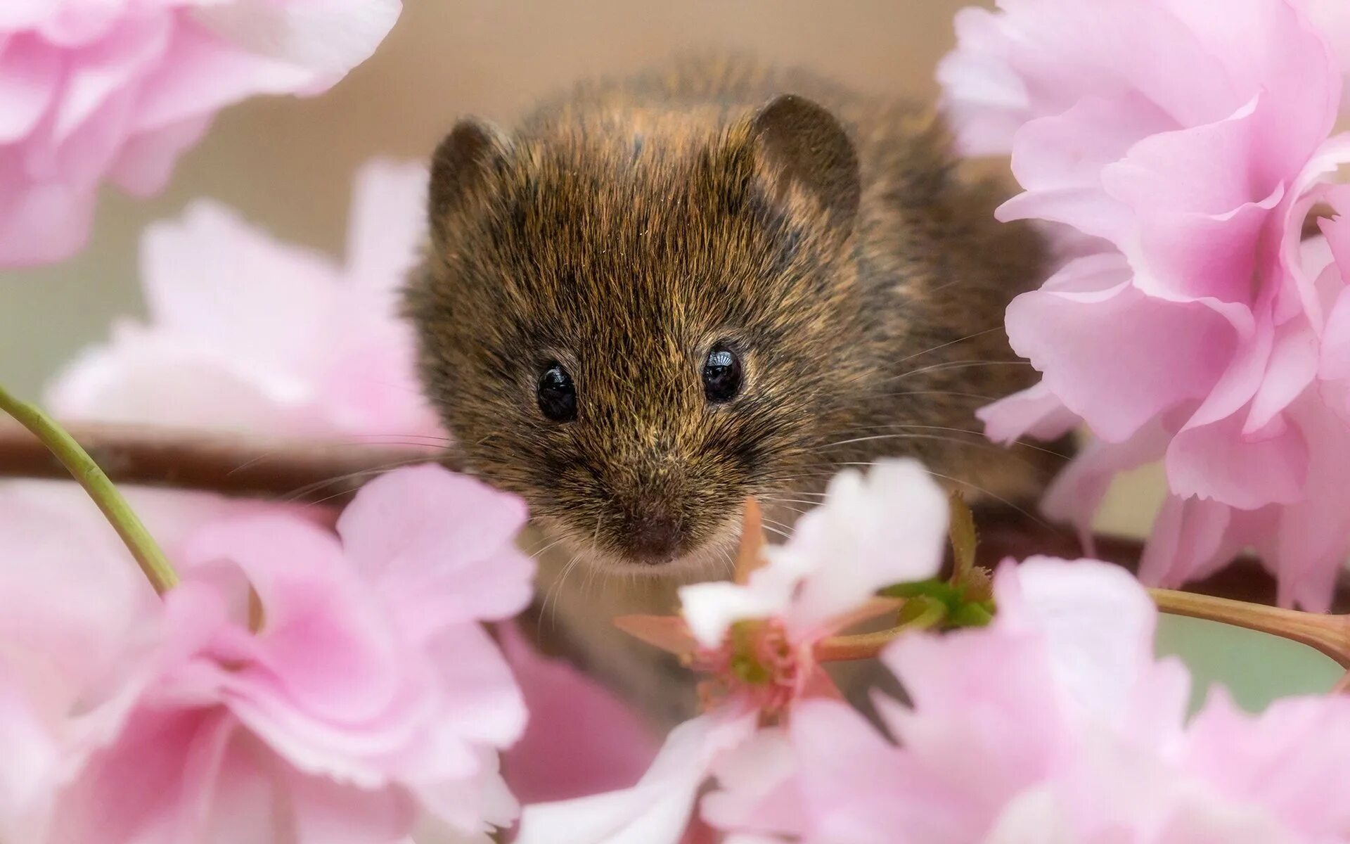 Мыши рабочий стол. Красивая мышь. Милые мышки. Хомяк с цветочком. Мышонок с цветами.