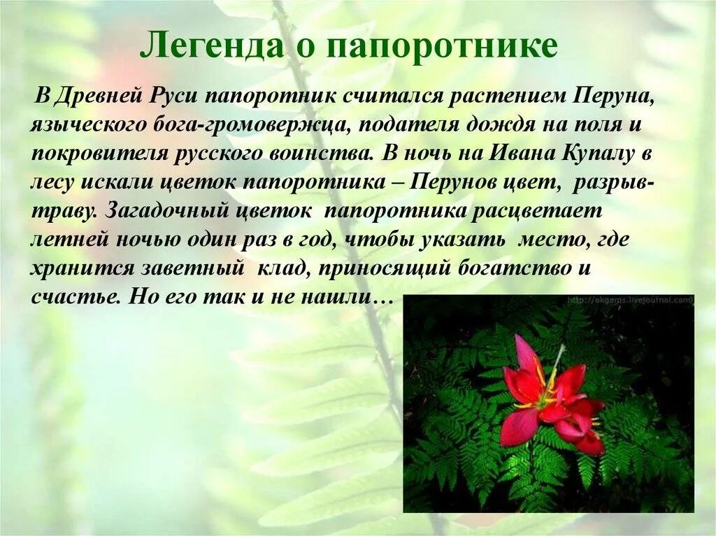 Легенда о папоротнике на Ивана Купала. Легенда о цветке папоротника. Цветение папоротника Легенда. Цветок папоротника на Ивана Купала Легенда. Рассказы про легенду