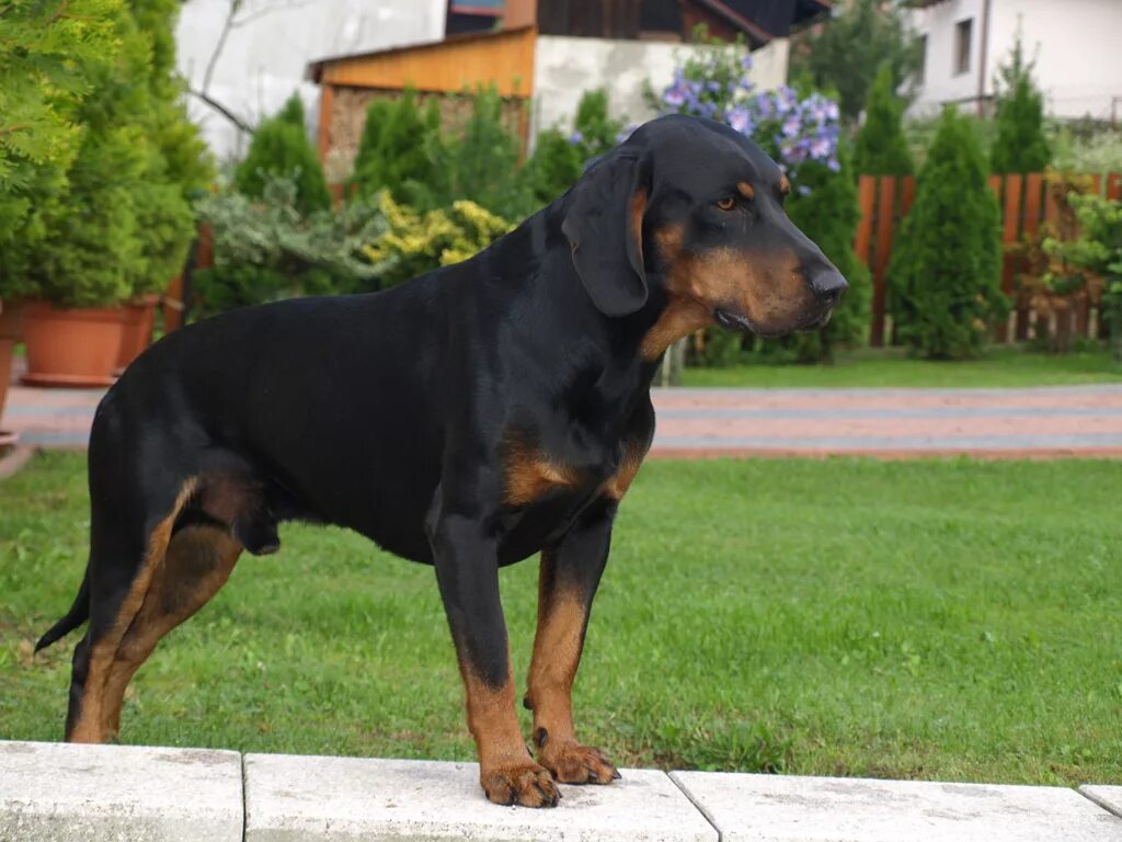 словацкая гончая. смоландская гончая. трансильванская гончая эрдели копо. трансильванская гончая собака. породы собак трансильванская гончая.