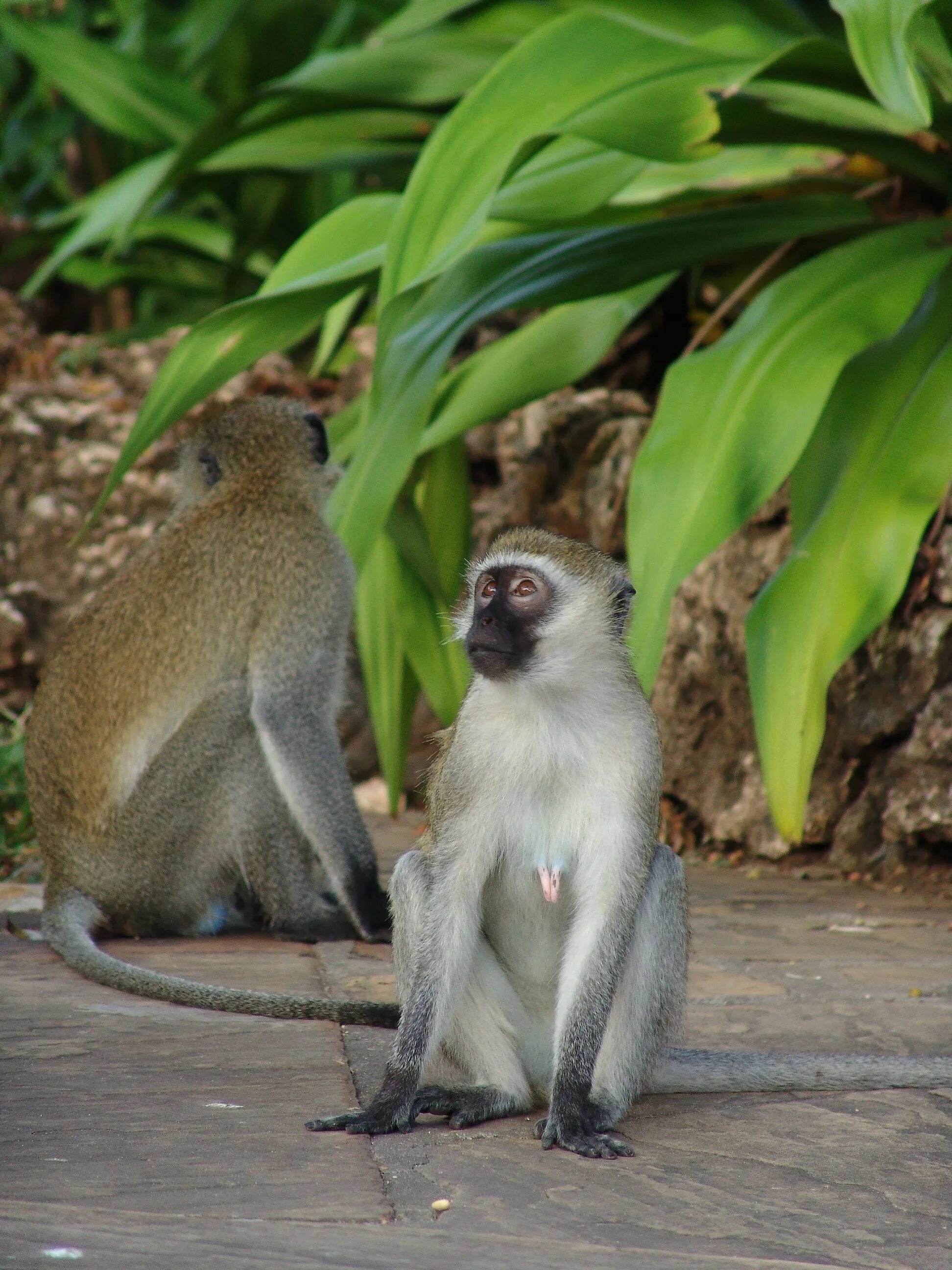 Обезьяна. Кенийские обезьяны. Африканская мартышка. Зеленая мартышка. Зеленая мартышка африка.