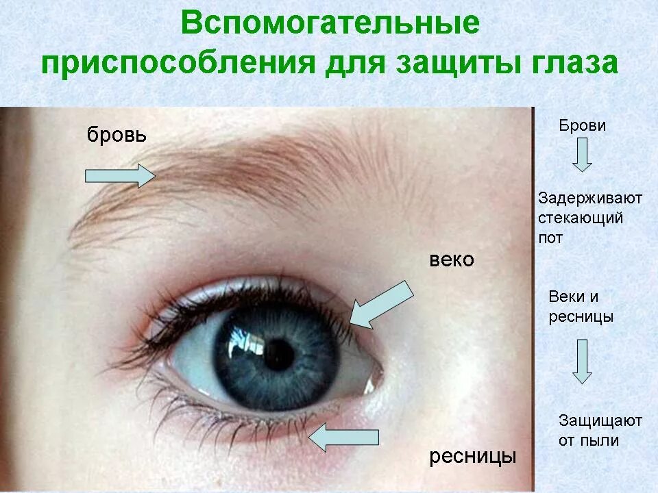 Ресницы выполняют функции. Вспомогательные части глаза. Наружное строение глаза. Защита глаза биология. Защитные приспособления глаза.