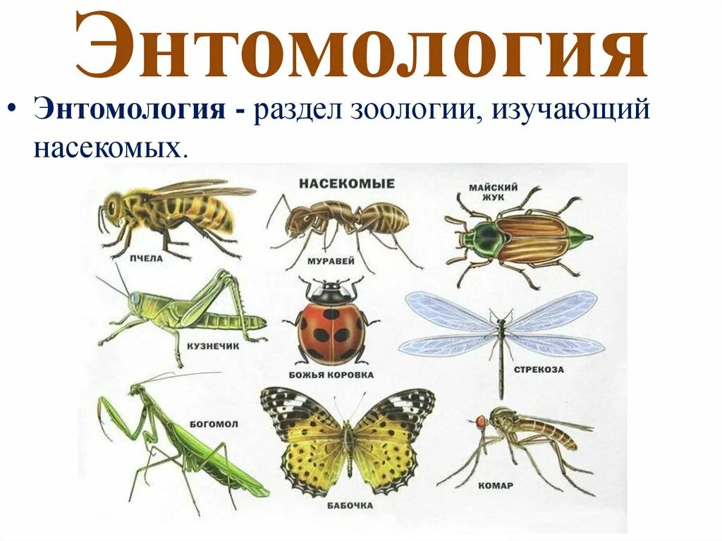 Отряды насекомых с неполным превращением. Представители класса насекомые. Общая характеристика насекомых 2 класс. Многообразие насекомых. Развитие насекомых с полным и неполным превращением 7 класс.