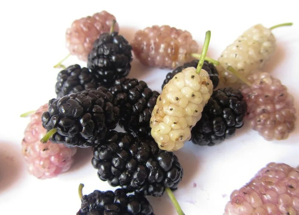 Китайская длинноплодная шелковица. Тутовник шелковица ягода. Тутовник шелковица. Ежевика тутовник шелковица. Тутовник шелковица.