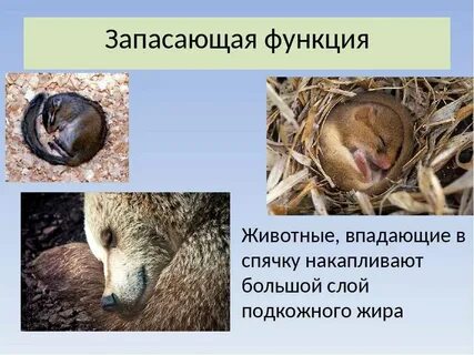 Волк впадает в спячку