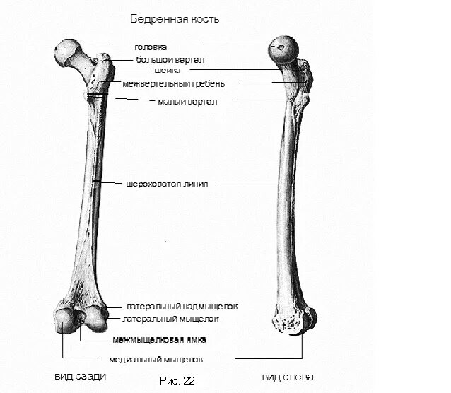 Кость где бедро. Бедренная кость анатомия. Бедренная кость анатомия строение. Строение бедренной кости кратко. Шероховатая линия бедренной кости.