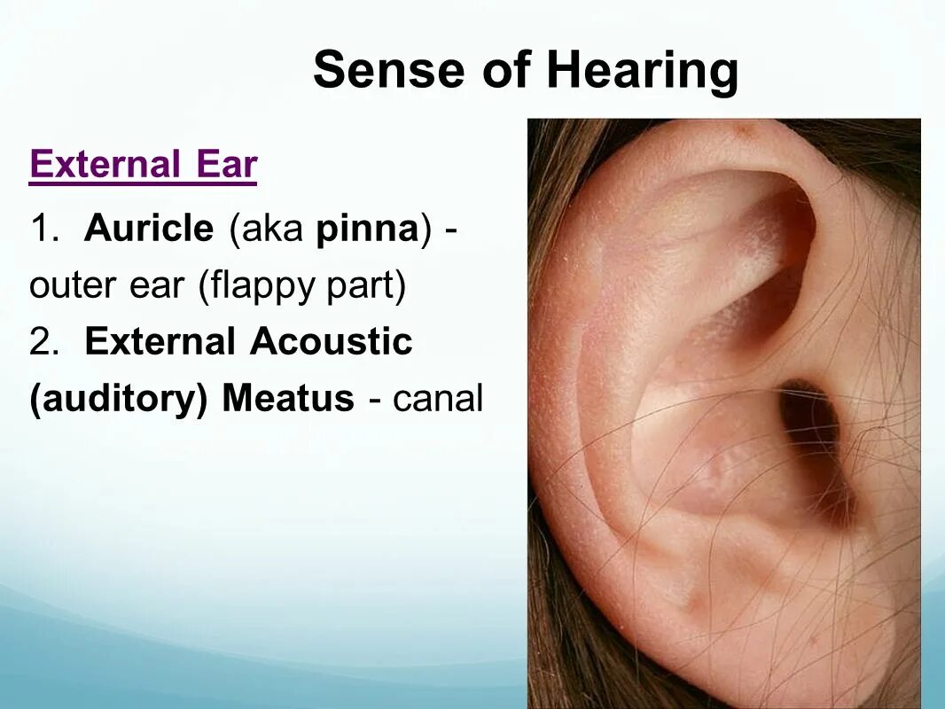 Слух 6 букв. The sense of hearing. Слух гиф. Sense of hearing and its loss топик по английскому.