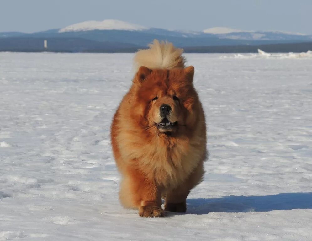 хаски парк красная поляна. поход на крайний север фото. ненцы. надежда 2022 чукотка. собаки из северного полюса.