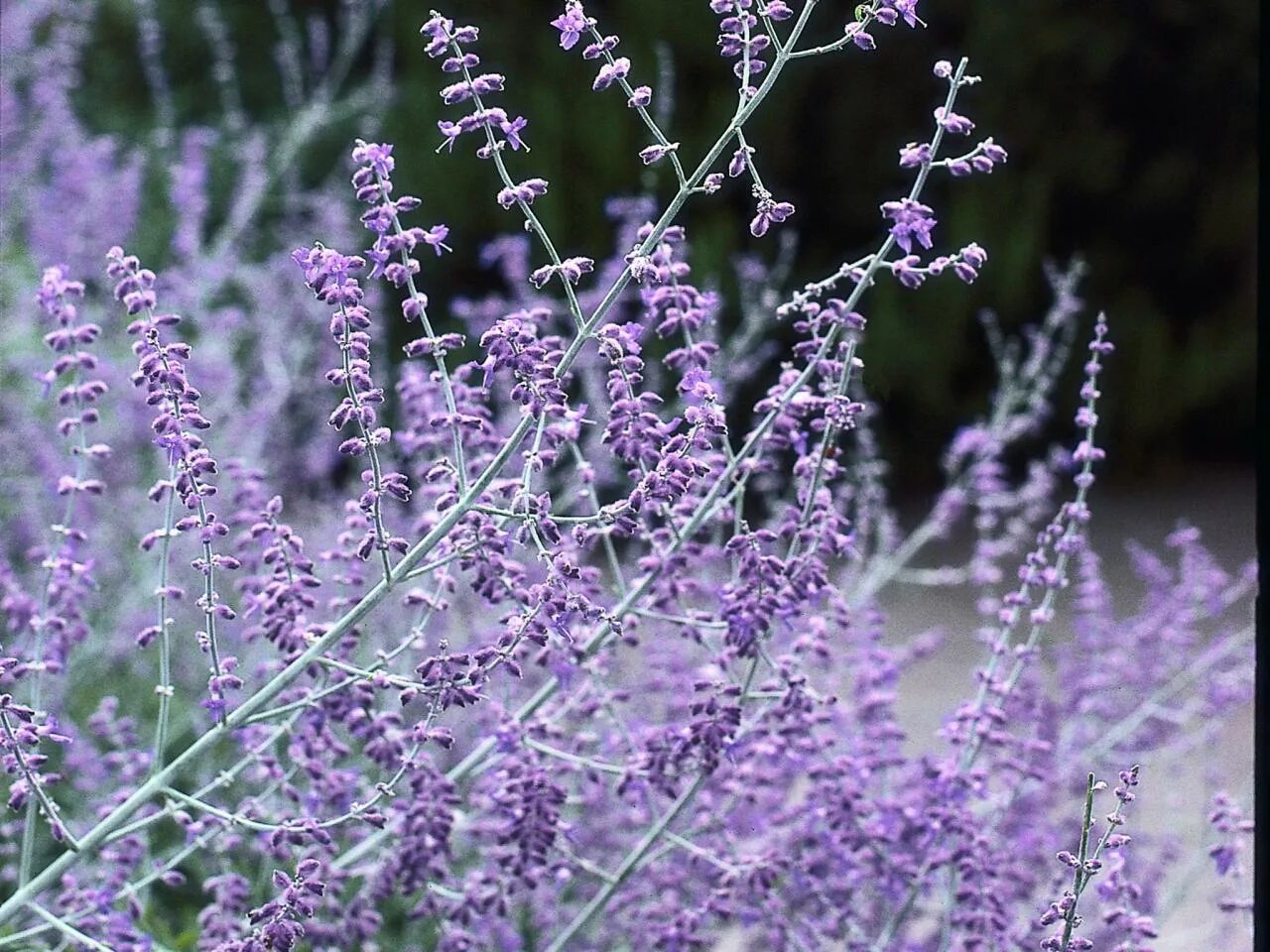 Russian plants. Перовския atriplicifolia. Перовския Сильвери Блю. Перовския лебедолистная Блю Спайр. Перовския лебедолистная Блю стил.