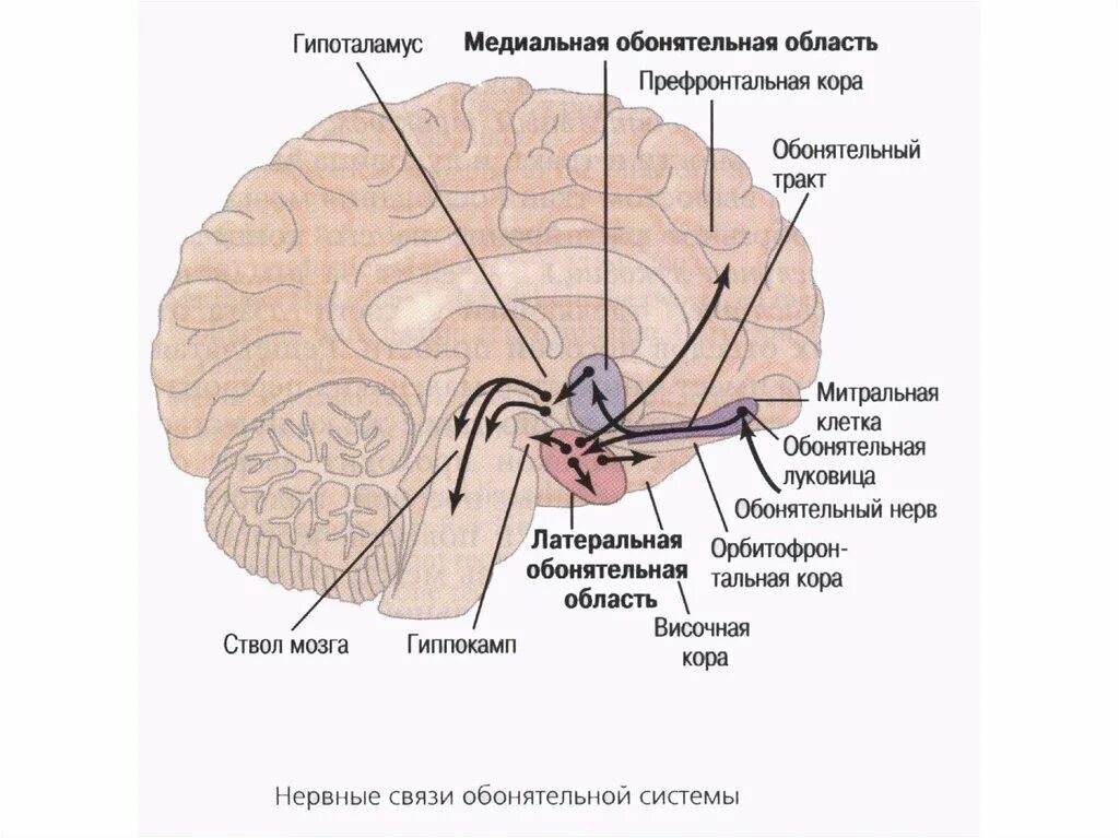 Обонятельный мозг. Обонятельный мозг анатомия Центральный отдел. Строение мозга с обонятельными луковицы. Обонятельный мозг строение. Обонятельный мозг Центральный и периферический отделы.