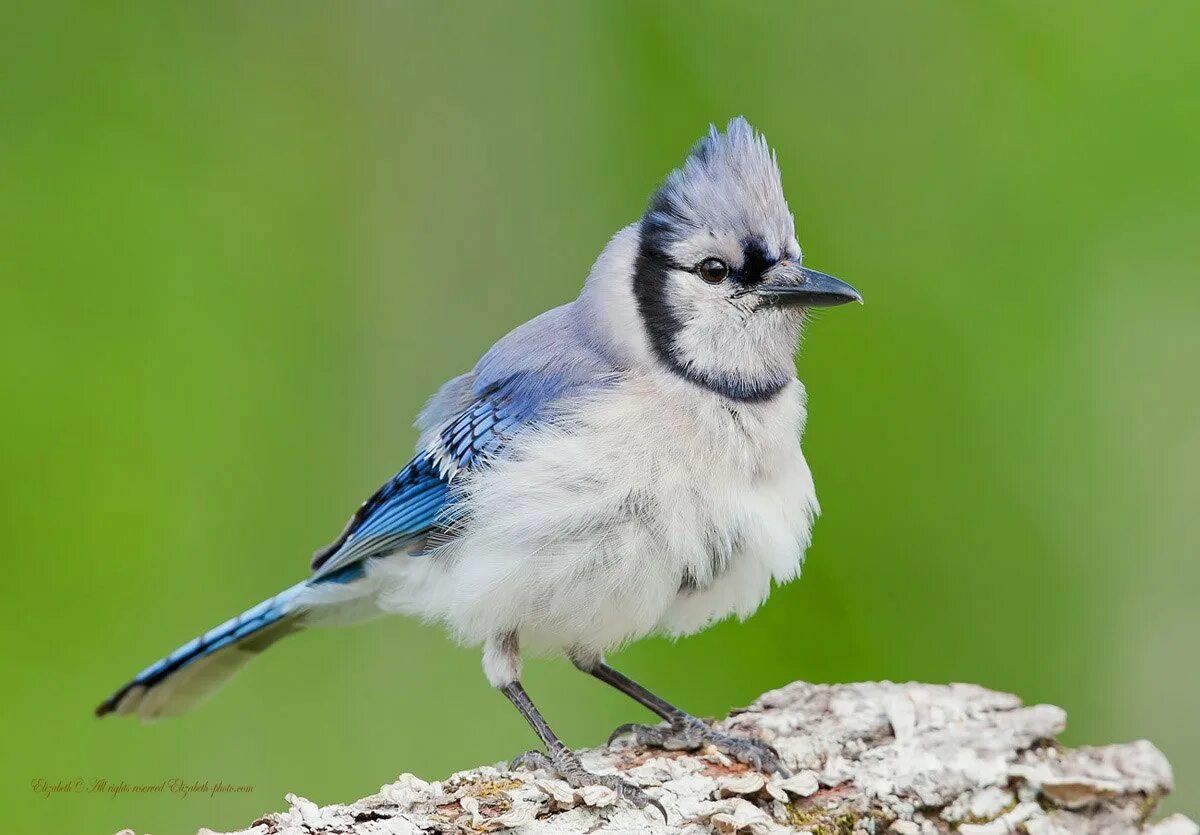 стеллерова черноголовая голубая сойка. сойка хохлатая. черноголовая сойка стеллера. венценосный чибис. стеллерова голубая сойка.