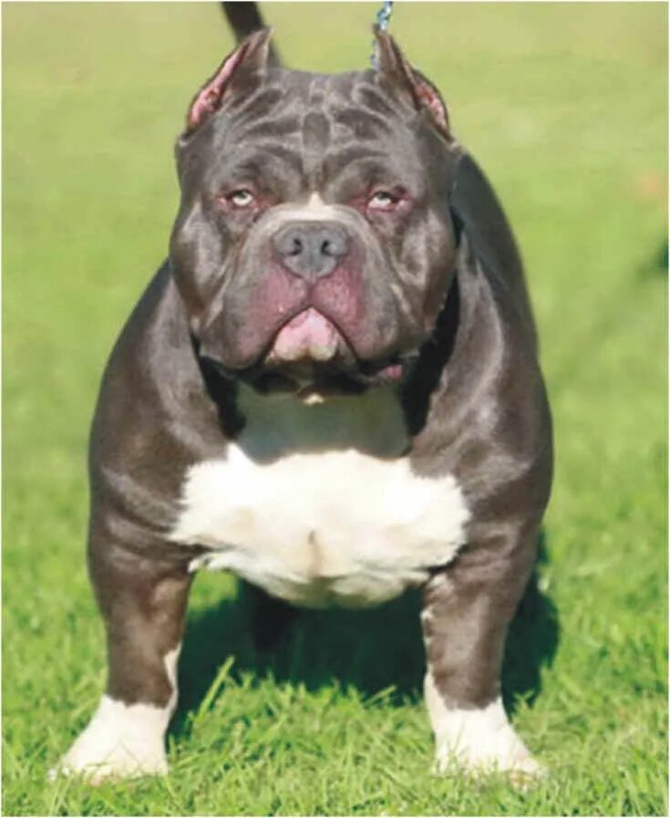 французский бульдог чивас. порода булли бульдог. бульдог купированный. купированный французский бульдог. бостонский терьер.